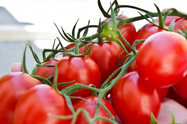 Verse rode tomaten Stockafbeelding