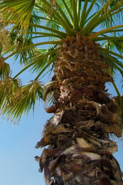 palmiye ve gökyüzü