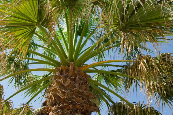 Palm en hemel — Stockfoto