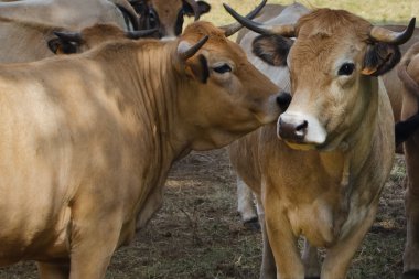 Fransız armut sığır