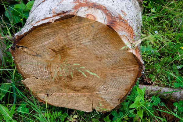 Fresh sawn wood — Stock Photo, Image
