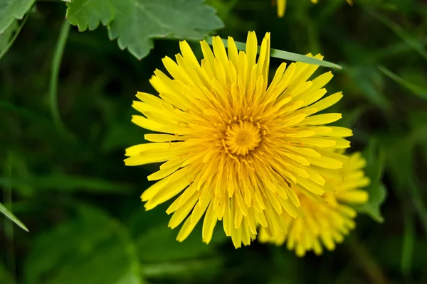 Löwenzahn und Gras — Stockfoto