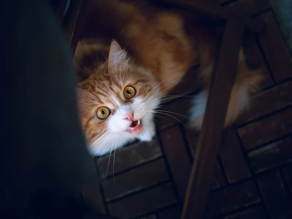 Ginger Pussycat Sorprendido Mirando Hacia Arriba Cámara Con Grandes Ojos —  Fotos de Stock