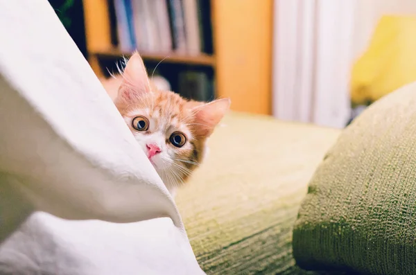 Curious Little Pussy Cat Big Eyes Peeking Tablecloth — 스톡 사진