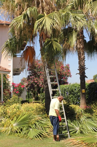 Poda de una palmera — Foto de Stock