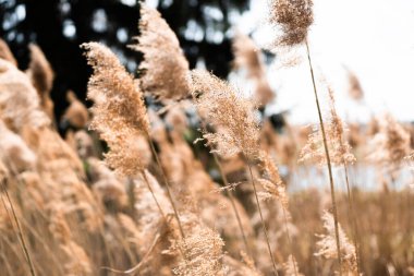 Kahverengi kuru kamış ve aşağısı - alanın derinliği