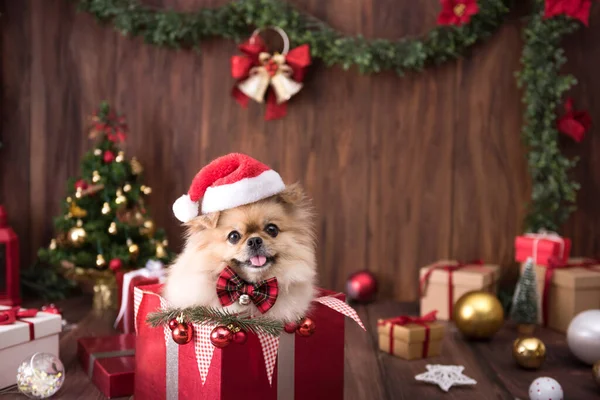 Cute Dog Puppies Pomeranian Wearing Santa Claus Hat Gift Box — Stock Photo, Image