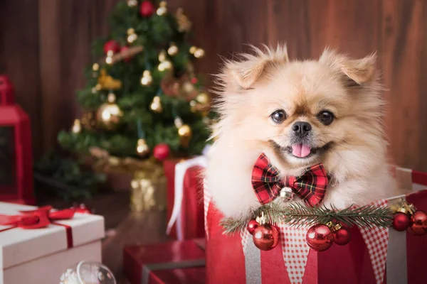 Cute Dog Puppies Pomeranian Wearing Gift Box Merry Christmas Happy — Stock Photo, Image