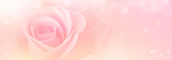 Rose Rose Fleurs Avec Sofe Flou Fond Couleur Pastel Pour — Photo