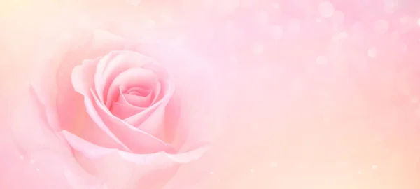 Rosa Rosenblüten Mit Unscharfem Pastellfarbenem Hintergrund Für Liebeshochzeit Und Valentinstag — Stockfoto
