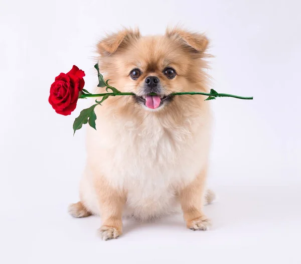 Niedliche Welpen Pommerschen Mischling Pekinese Hund Sitzt Mit Rose Mund — Stockfoto