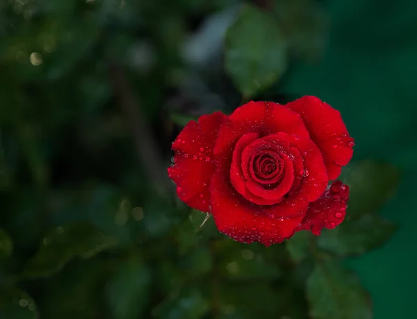 Flores Vermelhas Rosa Para Casamento Amor Dia Dos Namorados — Fotografia de Stock