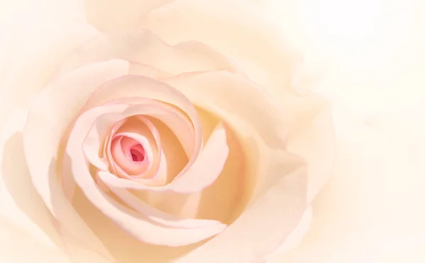 Rose Rose Fleurs Pour Mariage Amour Saint Valentin Avec Espace — Photo