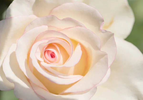 Rosa Rosa Flores Para Casamento Amor Dia Dos Namorados — Fotografia de Stock
