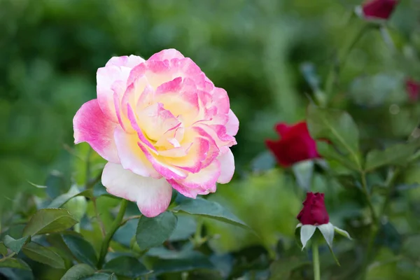 Rosa Amarelo Rosa Flores Para Casamento Amor Dia Dos Namorados — Fotografia de Stock