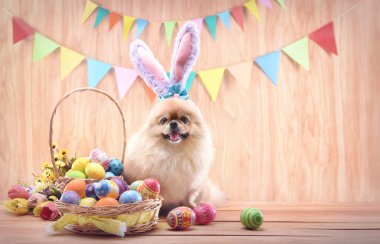 Mutlu Paskalya Günleri Çiçekli Renkli Yumurtalar ve Şirin Köpekler Pomeranya Karışık Köpeği Ahşap arka planda oturan tavşan kulaklı.