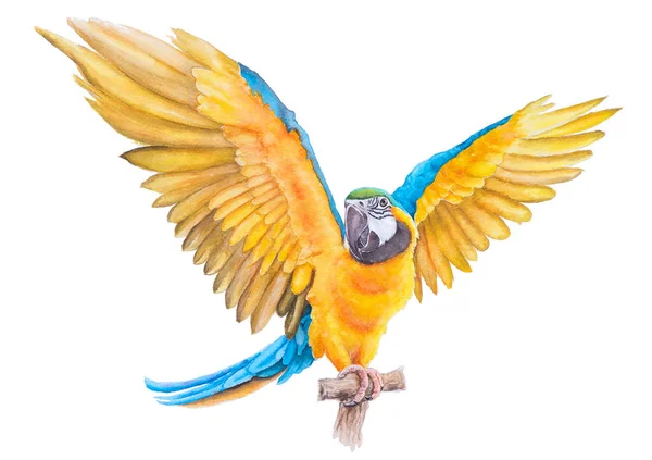 美しい鳥のオウム白を背景に紙に青と金の手塗りの水彩画 — ストック写真