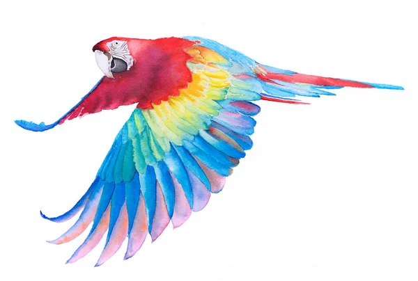 Прекрасный Попугай Птица Ара Раскрашивает Акварель Бумаге Белом Фоне — стоковое фото