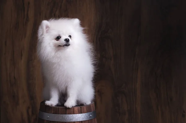 Roztomilé Štěně Pomeranian Pes Sedí Dřevěném Kbelíku — Stock fotografie