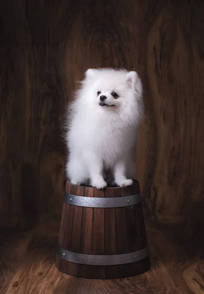 Söt Valp Pommerska Hund Sitter Trähink — Stockfoto