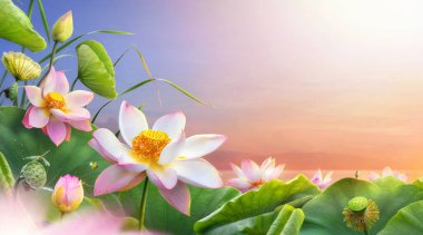 Fotokopi aletiyle çiçek açan güzel lotus çiçeği..