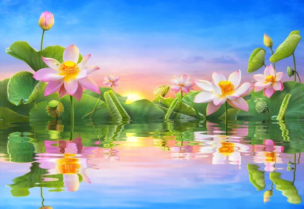 Bela Flor Lótus Florescendo Água Reflexão Como Nascer Sol — Fotografia de Stock