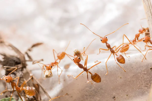 Ants are transporting their food prey to the nest.