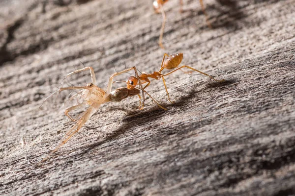 Ants are transporting their food prey to the nest.