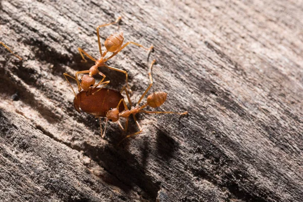 Ameisen Transportieren Ihre Nahrungsbeute Zum Nest — Stockfoto