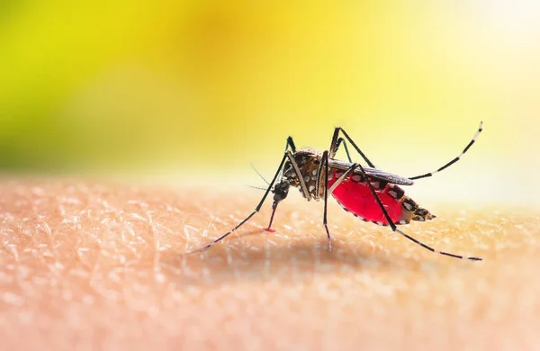 Aedes sivrisineği insan derisine kan emiyor..