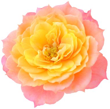 Turuncu-pembe gül çiçekleri aşk evliliği ve sevgililer günü için izole edilmiş bir şekilde toplanıyor..