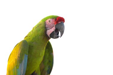 Yakın plan Güzel Kuş Papağanı Askeri Macaw.