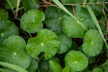 Leaf green after the rain in beautiful nature.
