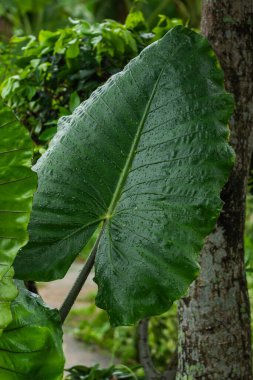 Dev Taro yaprağı, yağmurdan sonra yeşile döner..