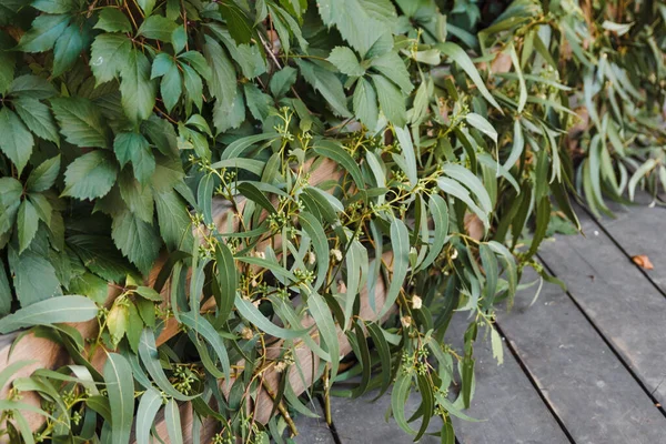 Doğal yeşillikle süslenmiş ahşap çitler. Söğüt bizi dallandırır