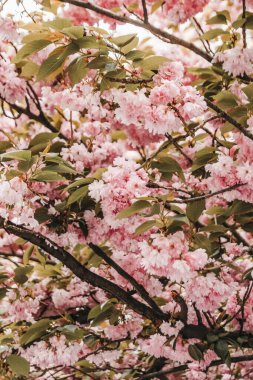Baharda çiçek açan sakura dalları.