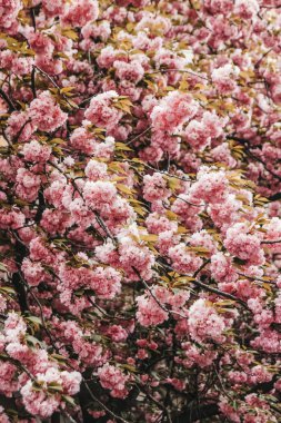 Sakura kiraz çiçekleri dalları yakın..