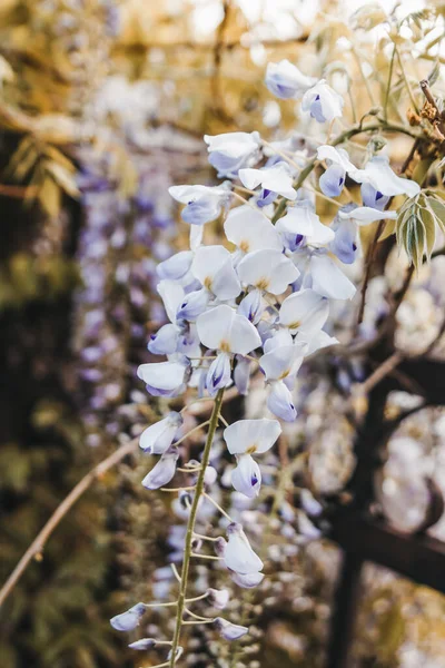 Wisteria 'ya yakın çekim. Wisteria şubesi.