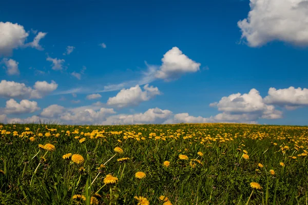 Vårfält med maskrosor på solig dag — Stockfoto