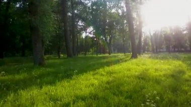 Beyaz Rusya 'daki güzel doğal orman parkında İHA' dan çekimler