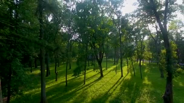 Стрельба из беспилотника в природном лесном парке Беларуси — стоковое видео