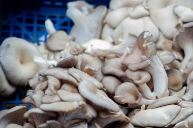 Sebze pazarında istiridye mantarı satıyorum. Yüksek kalite fotoğraf