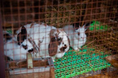 Çiftlikteki bir kafeste yerli tavşanlar. Yüksek kalite fotoğraf