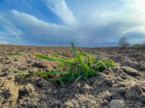 畑の孤独な雑草 — ストック写真