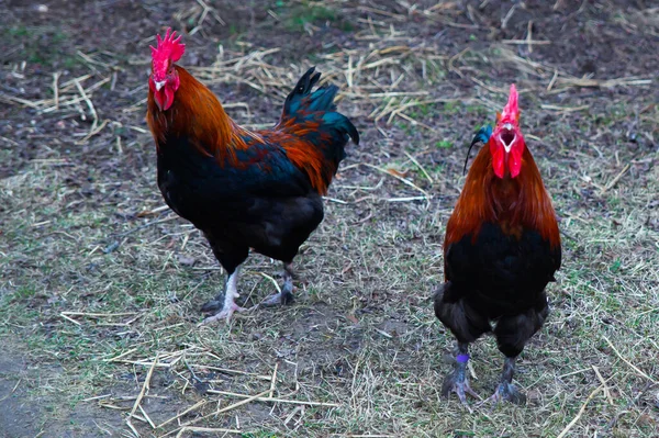 Dos Gallos Sobre Hierba Verde Granja Foto Alta Calidad — Foto de Stock