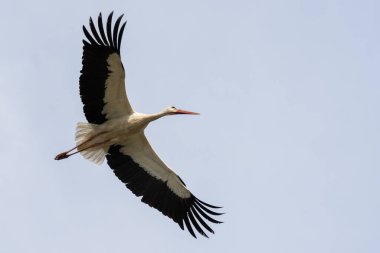 Gökyüzünün arka planında uçan leylek. Yüksek kalite fotoğraf