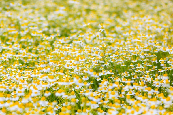 Field Field Chamomile High Quality Photo — Stock Photo, Image