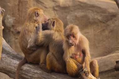 Hayvanat bahçesindeki maymun ailesi. Yüksek kalite fotoğraf