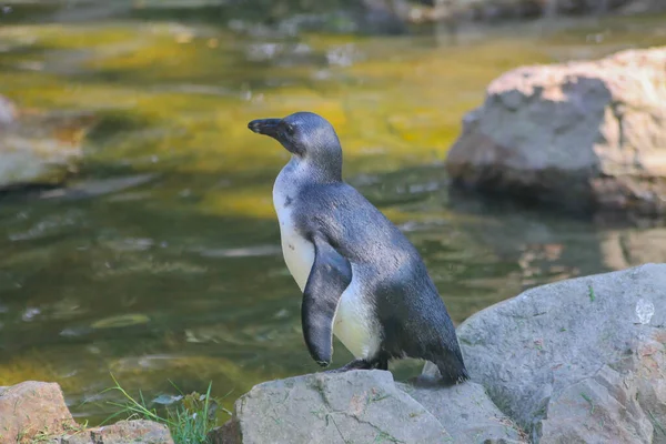 Pinguin Steht Auf Einem Stein Zoo Hochwertiges Foto — Stockfoto