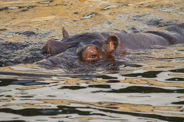 Hippo Swims Water High Quality Photo — Stock Photo, Image